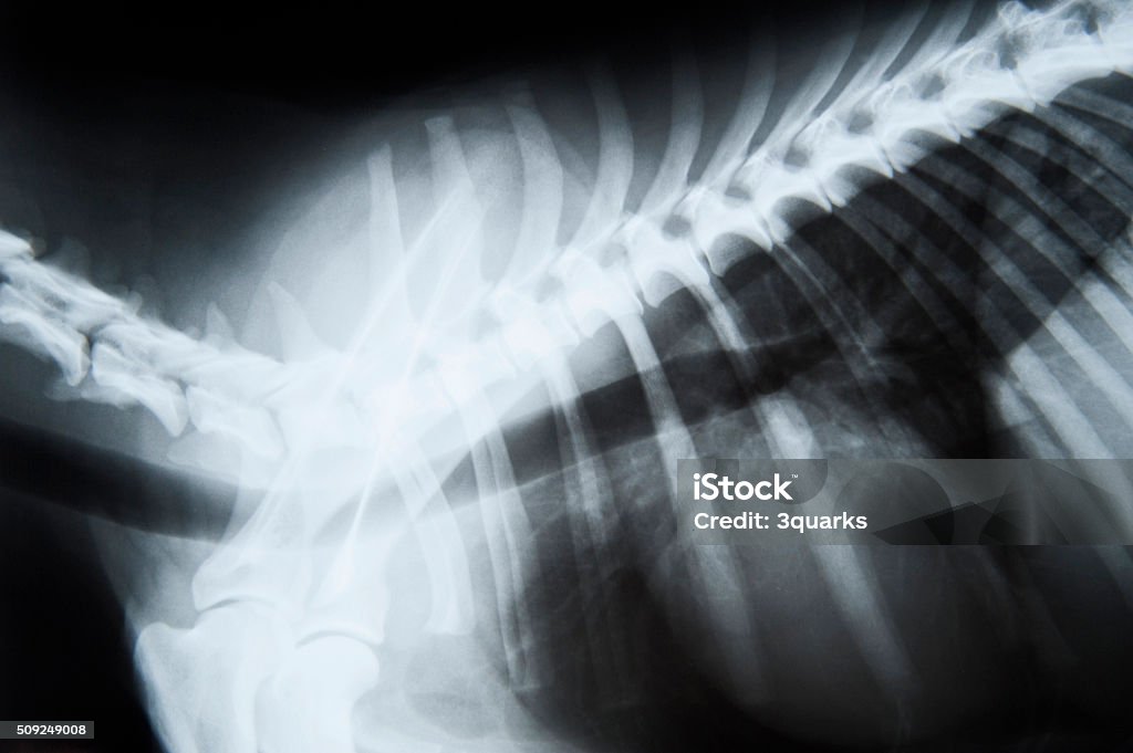 X-ray image of a dog X-ray Image Stock Photo