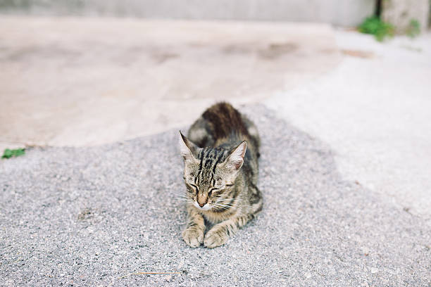 Tabby cat sitting on the street stock photo