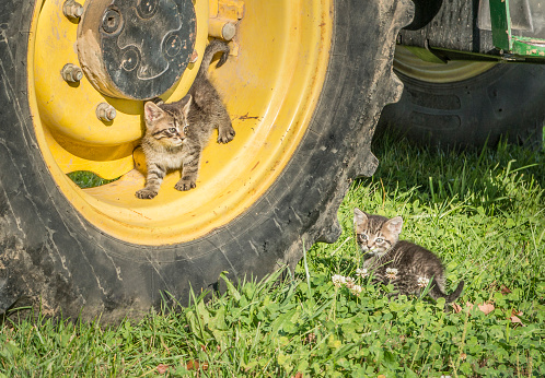Two small kittens playing on and near a tractor tire