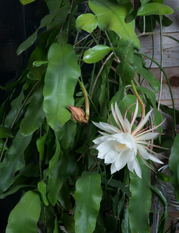 This orchid cactus (epiphyllum oxypetalum) image shows the blossom in full plume along side an emerging bud before opening.  The blossom is shown  against the host plant. This particular blossom started to open at 8:00 PM and was full open and 8