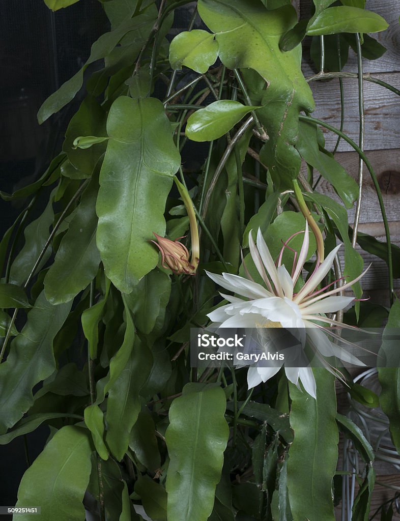 Foto de Florescendo Cacto Orquídea Ou Epiphyllum Oxypetalum e mais fotos de  stock de Cacto Orquídea - iStock