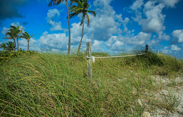 istock Tropical Sand Dunes Beach Grasses With Blue Cloudscape 509251727