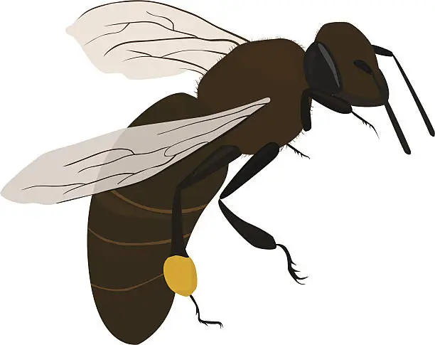 Vector illustration of bee in fly