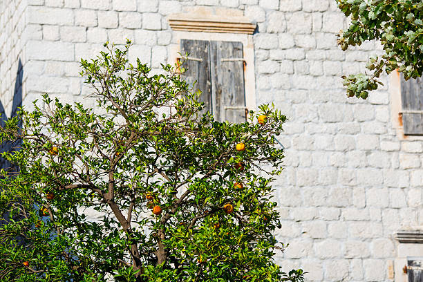 Orange trees on a street in Europe with buildings. stock photo