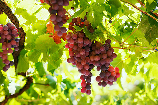 Bunches of red wine grapes hanging on the vine. stock photo
