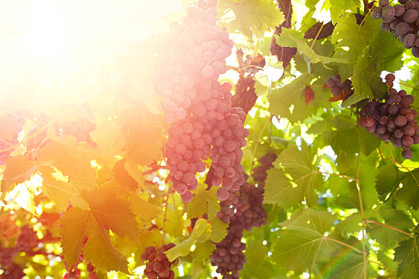 Vineyards at sunset in autumn harvest. Ripe grapes in fall stock photo