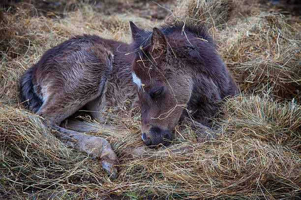 Newborn Colt in Kentucky this little guy is taking a nap in the hay newborn horse stock pictures, royalty-free photos & images