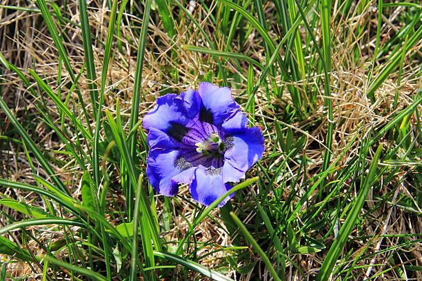 gentian bloom gentian bloom in the mountains enzian stock pictures, royalty-free photos & images