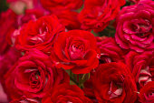 rosen-im-garten.jpg?b=1&s=170x170&k=20&c=yYyTgAqSyM4yZy02MYCRlvjJl4rQOCEP06KmIc8NUY0=