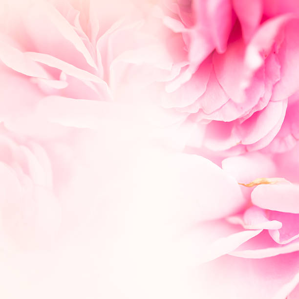 istock sweet pink roses in soft color style for background 509252776
