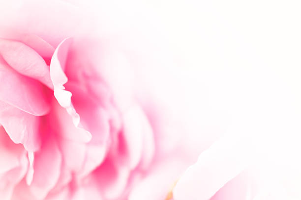 istock sweet pink roses in soft color style for background 509252842