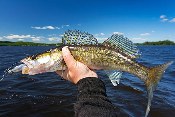 istock Summer walleye fishing trophy 509253017