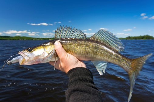 Medium size walleye in the angler's hand