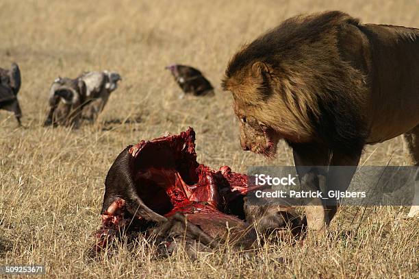 African Lion Stock Photo - Download Image Now - Animal, Animal Mane, Animal Skeleton