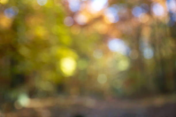 Autumn background stock photo