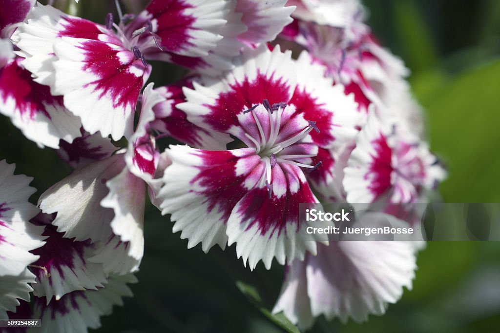 Nahaufnahme von Sweet William Flower - Lizenzfrei Bartnelken Stock-Foto