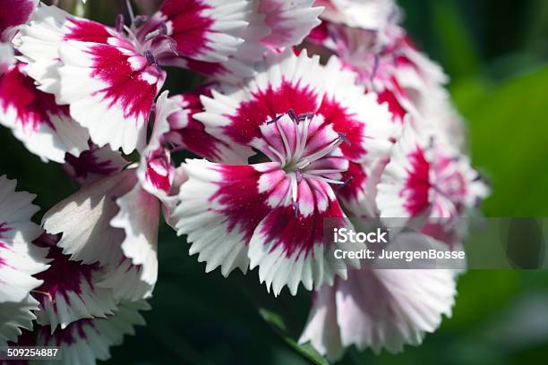 Nahaufnahme Von Sweet William Flower Stockfoto und mehr Bilder von Bartnelken - Bartnelken, Blume, Blüte