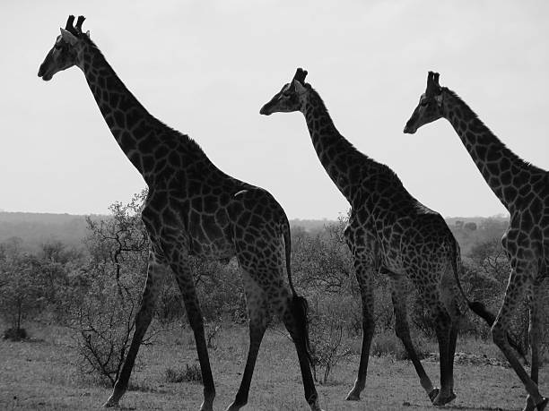 istock Three black and white giraffes South African safari 509255062