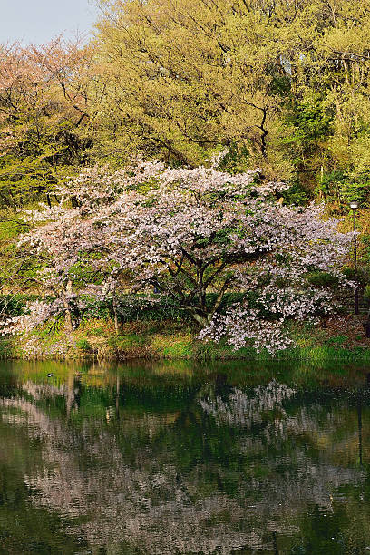 istock Cherry Blossom Landscae in Tokyo, Japan 509255640