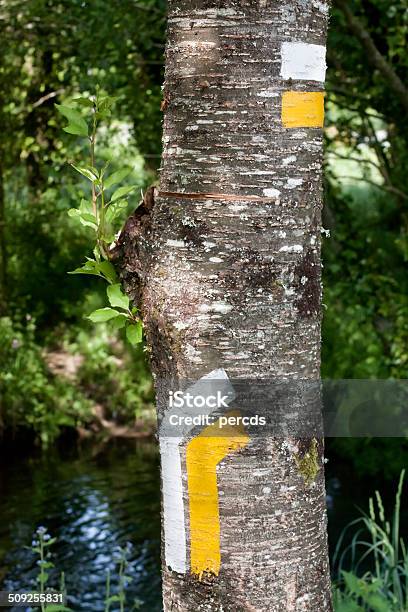 Trail Le Indicazioni - Fotografie stock e altre immagini di Albero - Albero, Ambientazione esterna, Ambiente