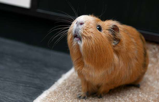 istock Portrait of red guinea pig. 509256448