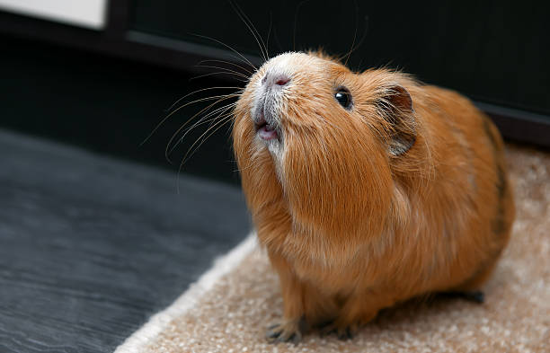 Portrait of red guinea pig. Portrait of guinea pig. Close up photo. happ stock pictures, royalty-free photos & images