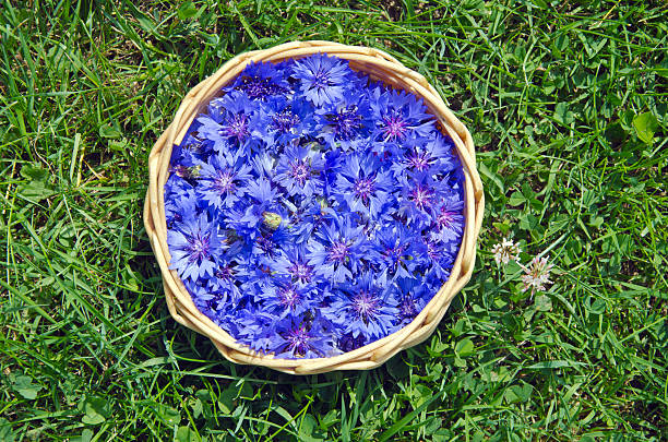 istock beautiful summer medical Cornflower in basket on grass 509256701