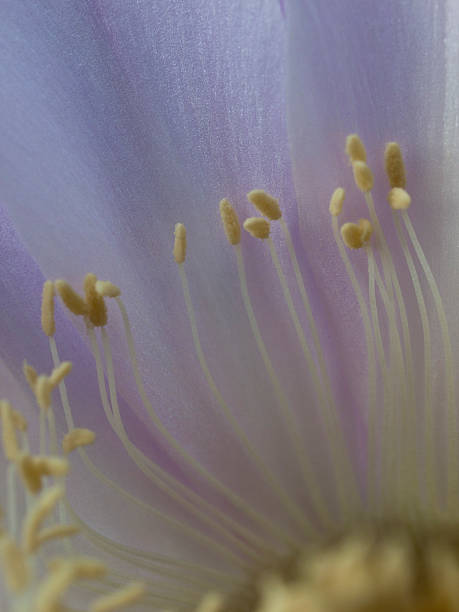 istock flower of cactus closeup 509257789