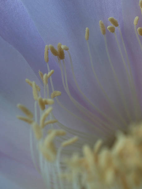 istock flower of cactus closeup 509258151