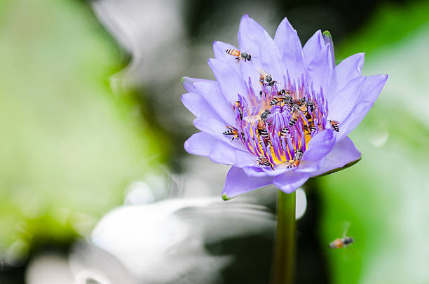 istock Lotus or Water lily flower 509274603
