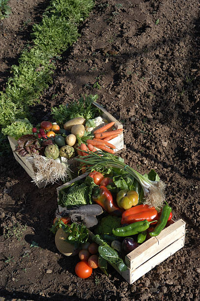 istock vegetables with box in the garden 509274785