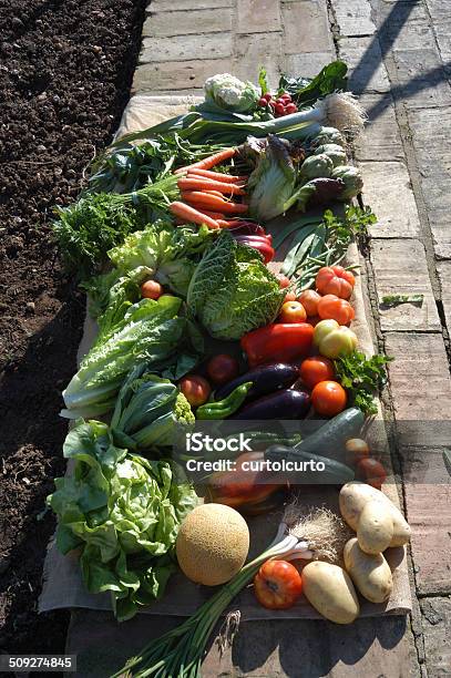 Boxes With Vegetables In The Garden Stock Photo - Download Image Now - Artichoke, Box - Container, Cabbage