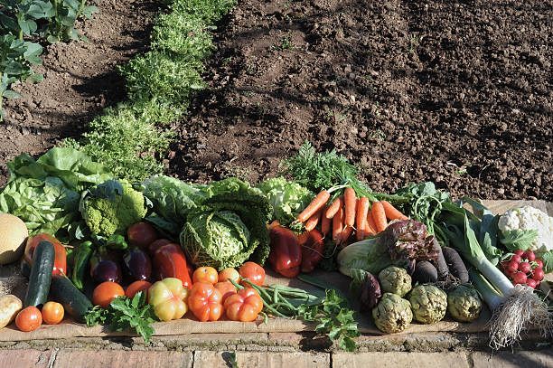 istock vegetables in the garden 509275147