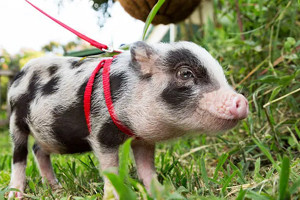 A tiny pet Juliana pig on a leash in the grass.