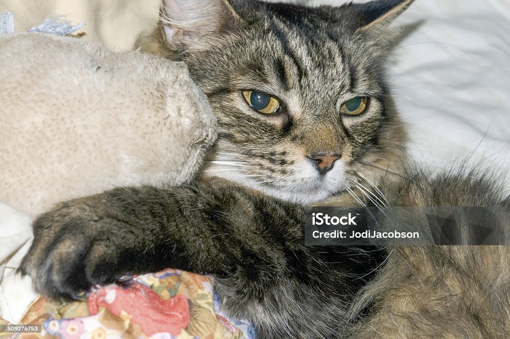 Gatto accuratamente tenere un Animale imbalsamato - Foto stock royalty-free di Abbracciare una persona