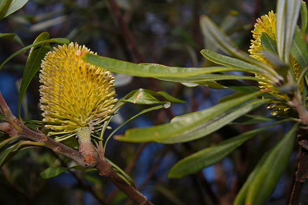 istock Coastal Banksia Tasmania 509276803