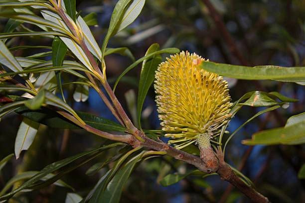 istock Coastal Banksia Tasmania 509276811