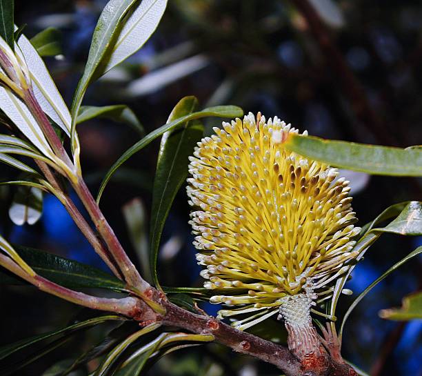 istock Coastal Banksia Tasmania 509276815