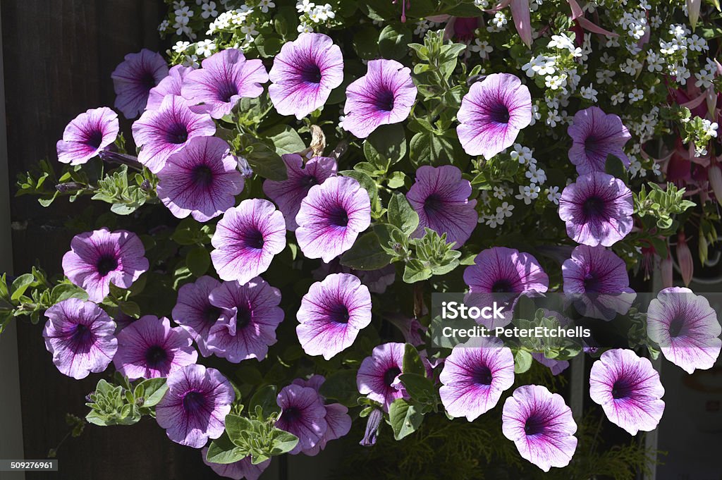 Petunia grandiflora flowers in summer Annual - Plant Attribute Stock Photo