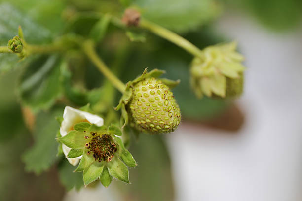 Small green strawberries stock photo