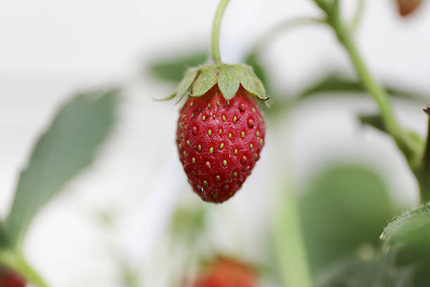 Red strawberry stock photo