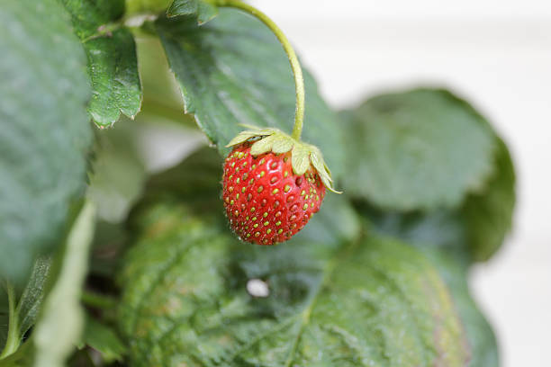 Small red strawberry stock photo