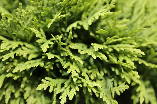 Green plant stock photo