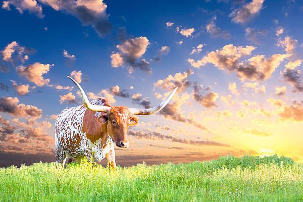 longhorn-rindsleder - texas longhorn cattle horned cattle farm stock-fotos und bilder