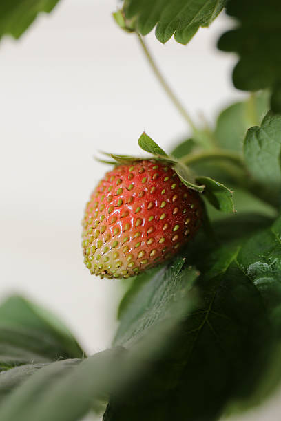 Strawberry stock photo