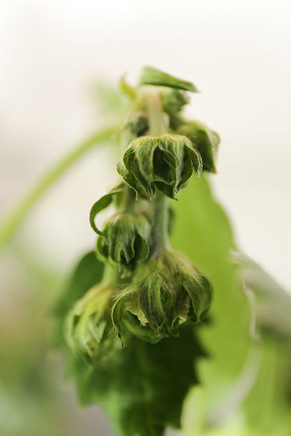 SmalL strawberryplant stock photo