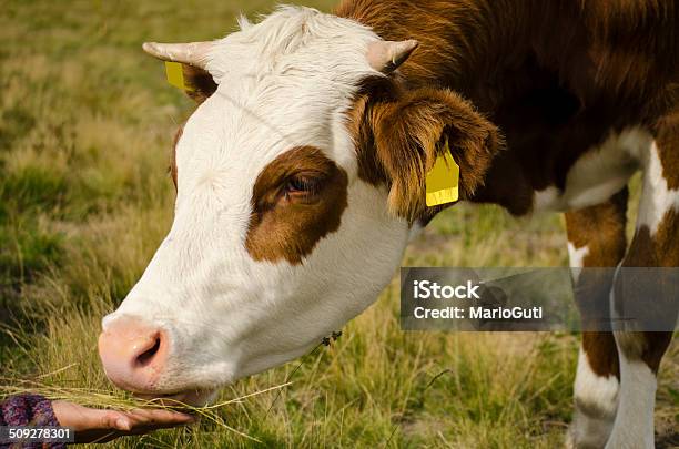 Feeding A Cow Stock Photo - Download Image Now - Cow, Domestic Cattle, Feeding