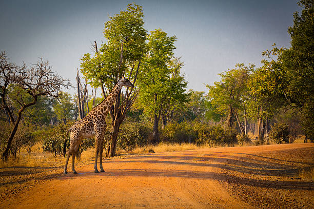 żyrafa w drodze - south african giraffe zdjęcia i obrazy z banku zdjęć