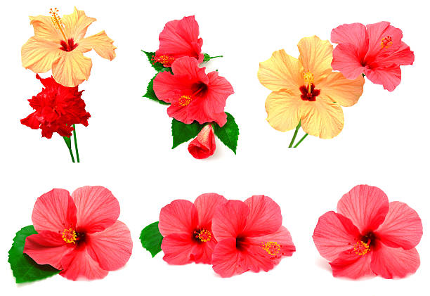 Collection of colored hibiscus with leaves isolated on white background