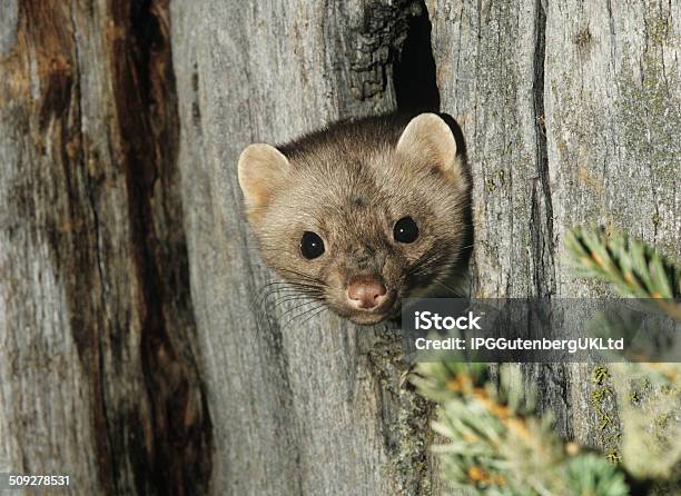Weasel Peeking From Tree Knot Stock Photo - Download Image Now - Animal Wildlife, Animals In The Wild, Horizontal